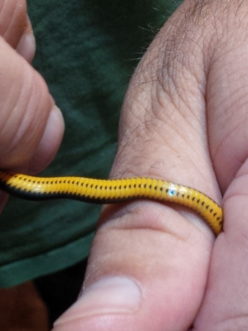 Dorsal and ventral coloration and patterns aid the identification of snake species such as the ring-necked snake (left two photos) and the Eastern garter snake (right two photos). TJ Savereno, ©2020, Clemson Extension