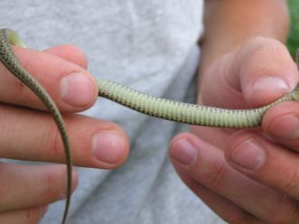 Dorsal and ventral coloration and patterns aid the identification of snake species such as the ring-necked snake (left two photos) and the Eastern garter snake (right two photos). TJ Savereno, ©2020, Clemson Extension