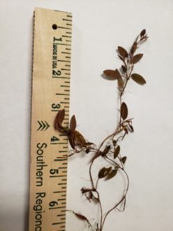 Although a ruler may be ideal, familiar objects can provide a good sense of scale and specimen size. TJ Savereno, Clemson Extension