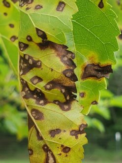 To identify a plant species or a disease infecting the plant, photos of both the top and bottom surfaces may provide clues. TJ Savereno, ©2020, Clemson Extension