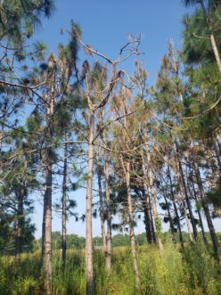 These longleaf pine trees are infected with pitch canker. Different photos from different distances provide clues. TJ Savereno, ©2020, Clemson Extension
