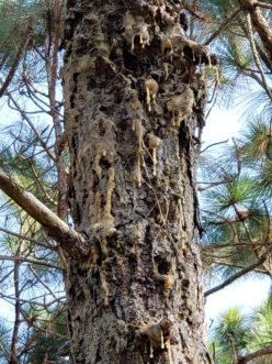 These longleaf pine trees are infected with pitch canker. Different photos from different distances provide clues. TJ Savereno, ©2020, Clemson Extension