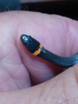 Dorsal and ventral coloration and patterns aid the identification of snake species such as the ring-necked snake (left two photos) and the Eastern garter snake (right two photos). TJ Savereno, ©2020, Clemson Extension