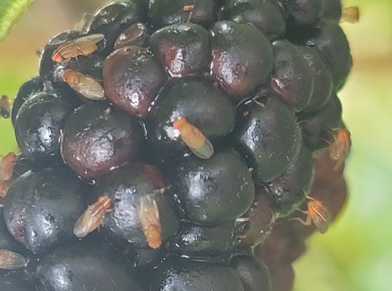 African Fig Flies (AFF)(with the white stripes) can invade small fruit crops simultaneously with spotted wing drosophila (SWD). Once the SWD cuts a hole in the fruit to lay an egg, the AFF comes along and lays an egg in the same hole. AFF can also invade strawberries and blackberries independent of SWD. Phillip Carnley, ©2021, Clemson Extension