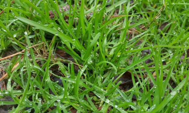 Plan Winter Weed Control Now