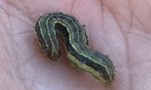Armyworms (Spodoptera spp.) can be easily identified in larval stages by the inverted “Y” shape on their heads. Adam Gore ©2021, Clemson Extension