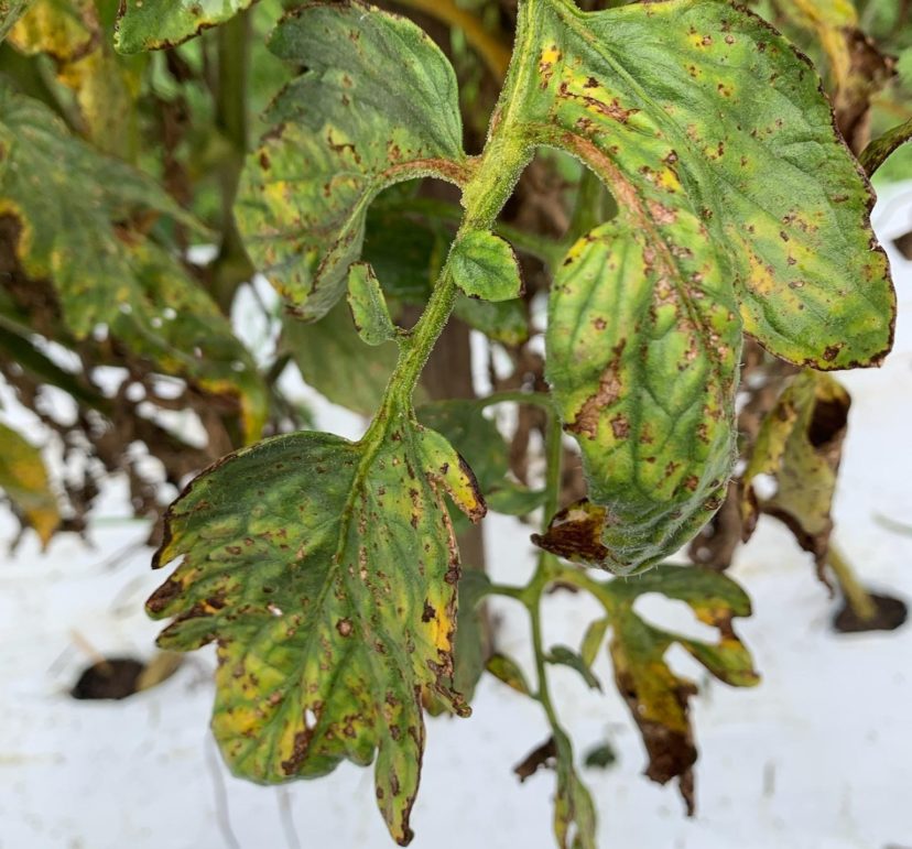 Bacterial spot is bad this fall due to the consistent rain. Zack Snipes, ©2021. Clemson Extension