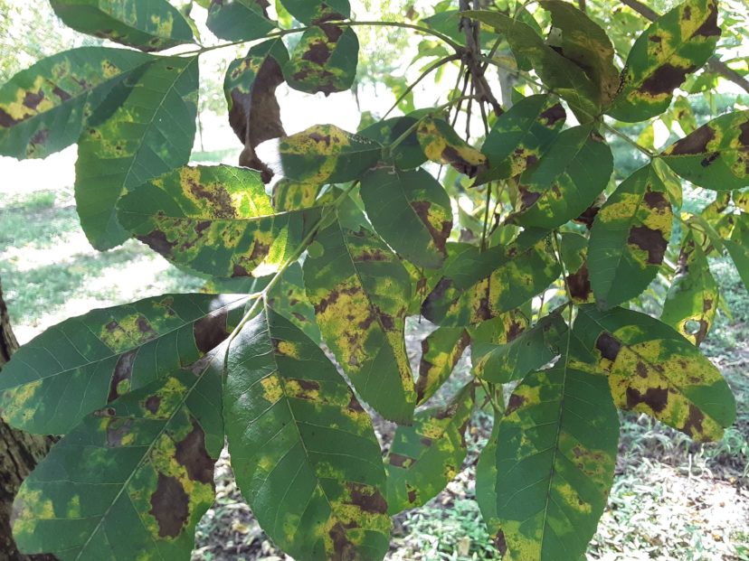 Black aphids are very small, but their damage is easy to see on the leaves. Photo from Justin Ballew, ©2021, Clemson Extension