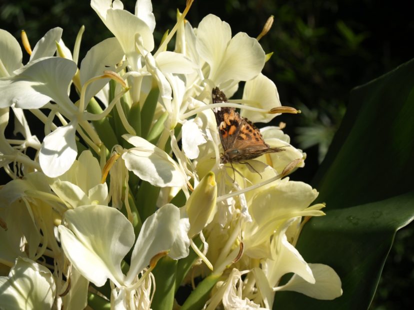 Butterflies are frequent visitors to Cream Garland ginger lily flowers (Hedychium flavescens). Barbara H. Smith, ©2021 HGIC, Clemson University