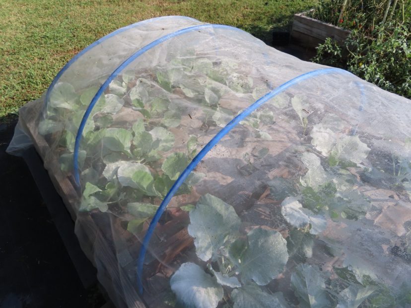 Cabbage and broccoli under row cover. Paul Thompson, ©2021, Clemson Extension