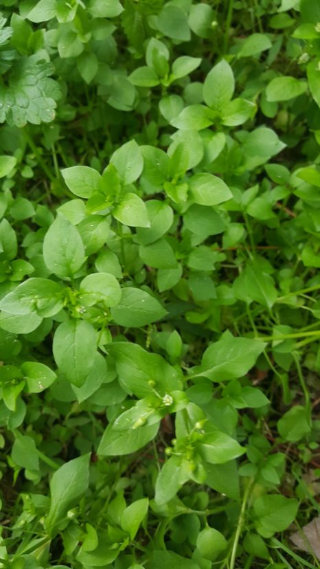 Common chickweed is an annual winter weed that needs light to germinate. Jackie Jordan, ©2021, Clemson Extension