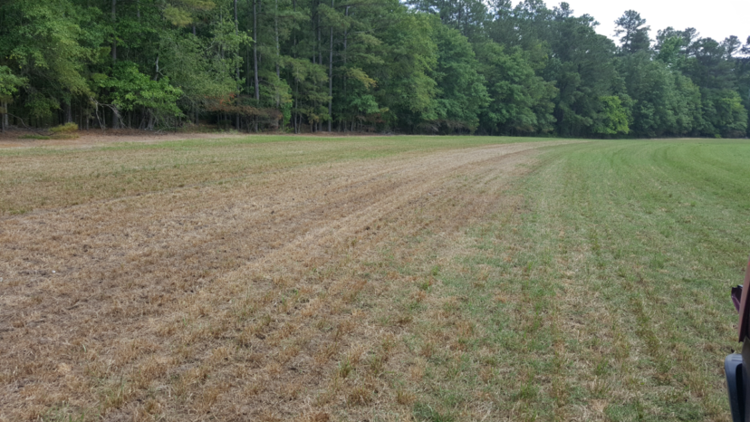 Dieback in Bermuda grass caused by improper transition practices from ryegrass to warm-season turf. Jackie Jordan, ©2017, Clemson Extension