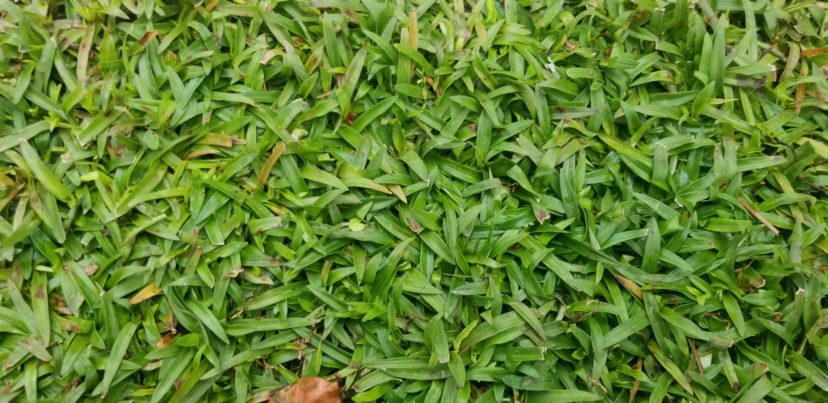 Doveweed habit. Jackie Jordan, ©2021, Clemson Extension