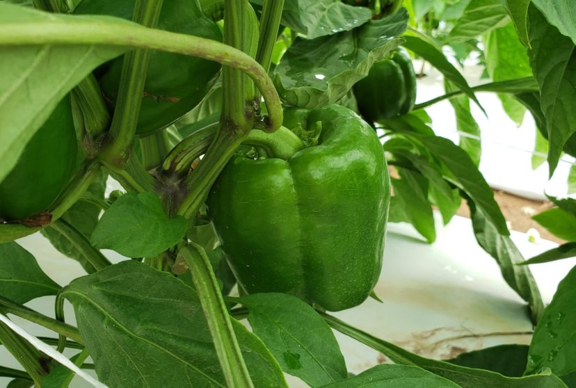 Fall peppers are sizing up nicely. Sarah Scott, ©2021. Clemson Extension