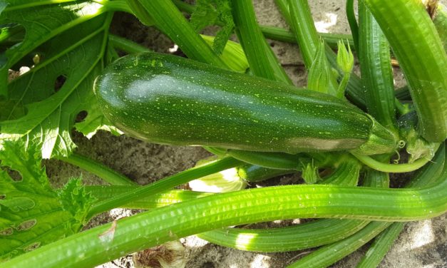 SC Fruit and Vegetable Field Update September 7, 2021