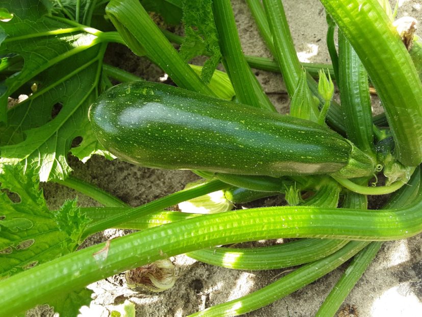 Fall zucchini that is ready to be picked. Justin Ballew, ©2021, Clemson Extension
