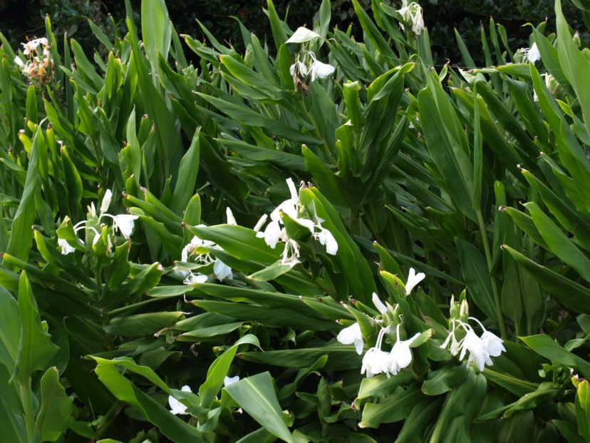 Ginger lilies, such as the white ginger lilies (Hedychium coronarium), can make large, wide-spreading clumps, so be sure to give them plenty of room. Barbara H. Smith, ©2021 HGIC, Clemson University