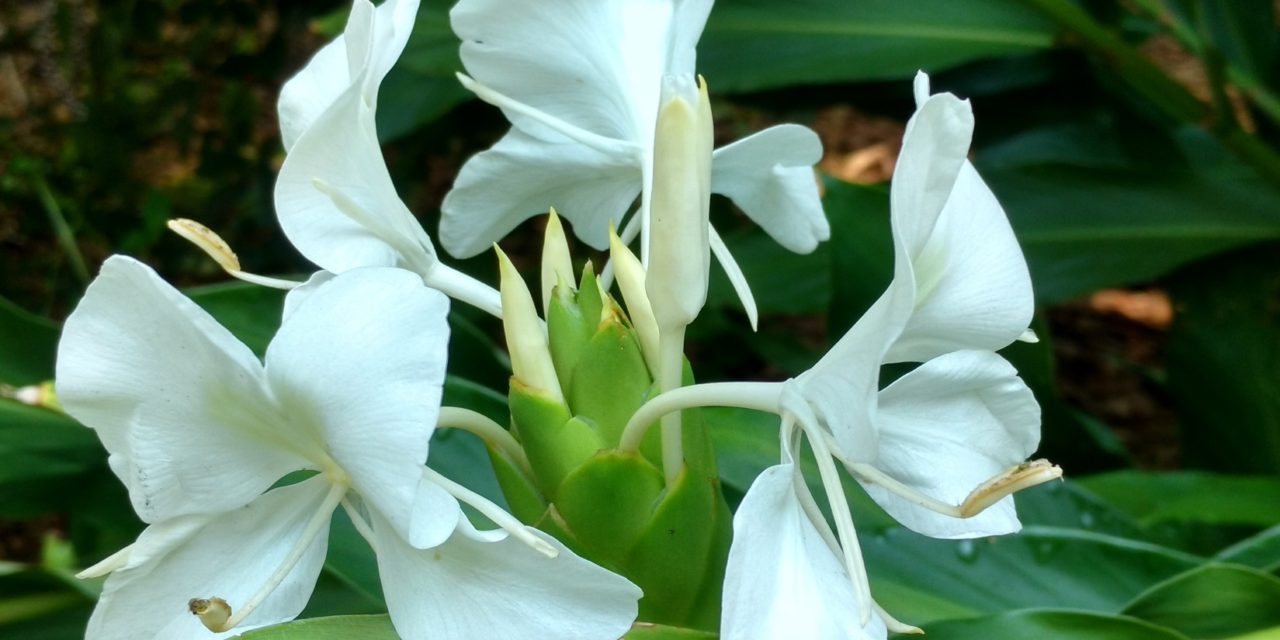 Highly fragrant white ginger lilies (Hedychium coronarium) are the national flower of Cuba. Barbara H. Smith, ©2021 HGIC, Clemson University