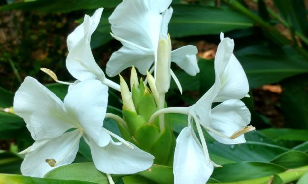 Ginger Lily
