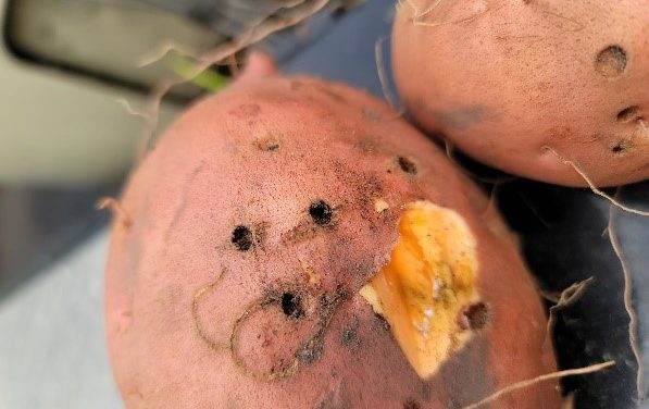 SC Fruit and Vegetable Field Report September 20, 2021