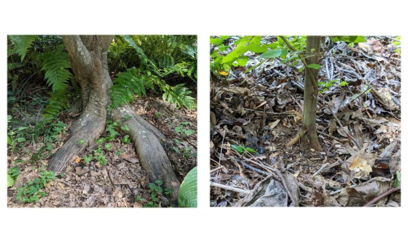(Left) The root flare is clearly visible on this established Japanese maple. (Right) The root flare of a recently planted ironwood tree is above the soil surface. N. Jordan Franklin, ©2021 HGIC, Clemson Extension
