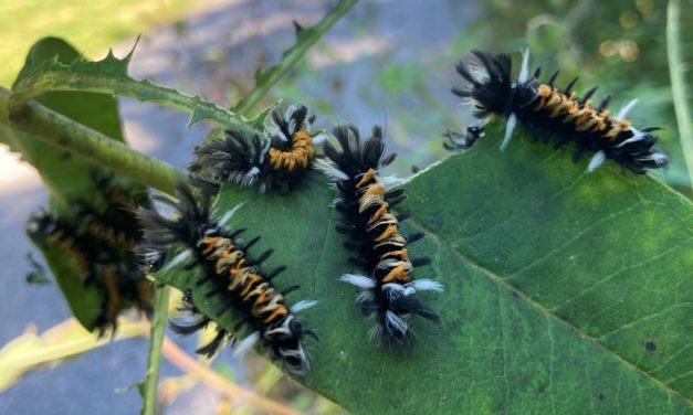 Milkweed Tussock Moth Caterpillars