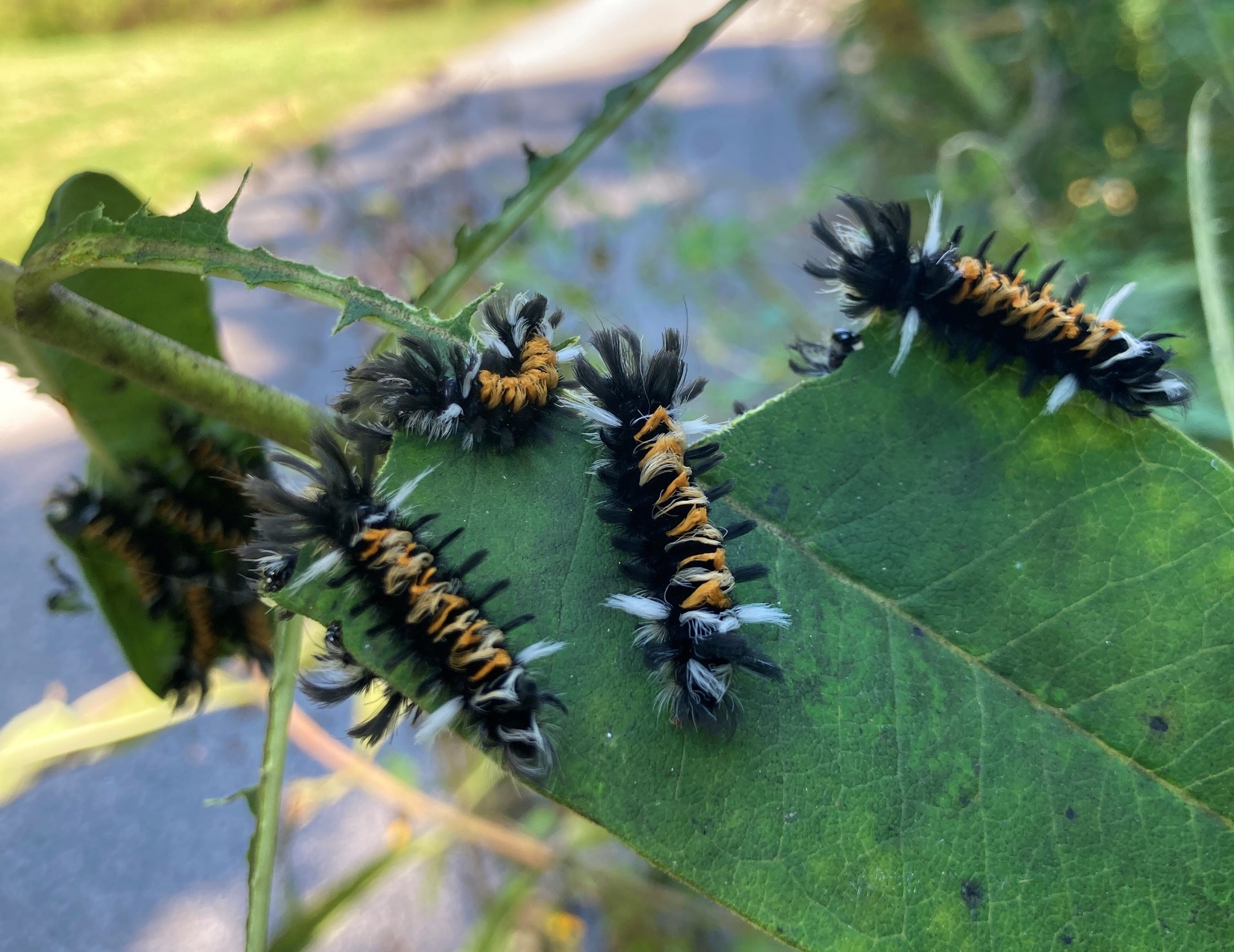 Monarch Caterpillar Munching Milkweed