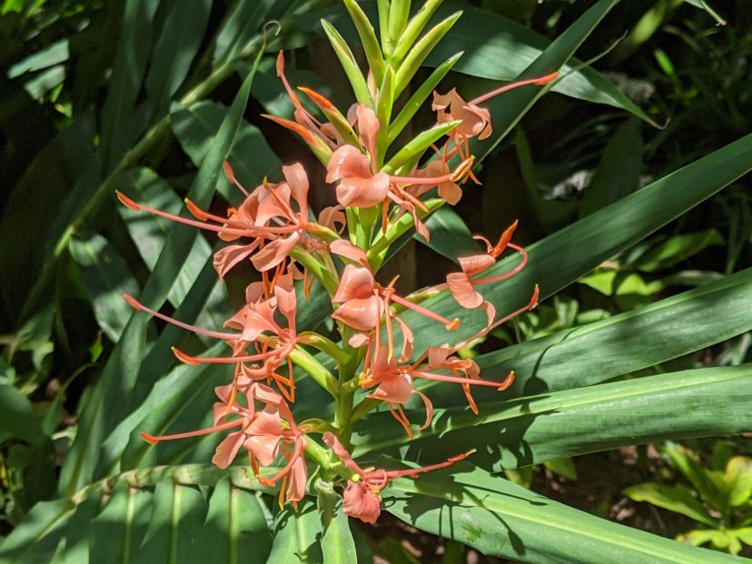 Orange ginger lily (Hedychium aurantiacum) has fragrant orange-red flowers and can get 5 to 7 feet tall. Barbara H. Smith, ©2021 HGIC, Clemson University