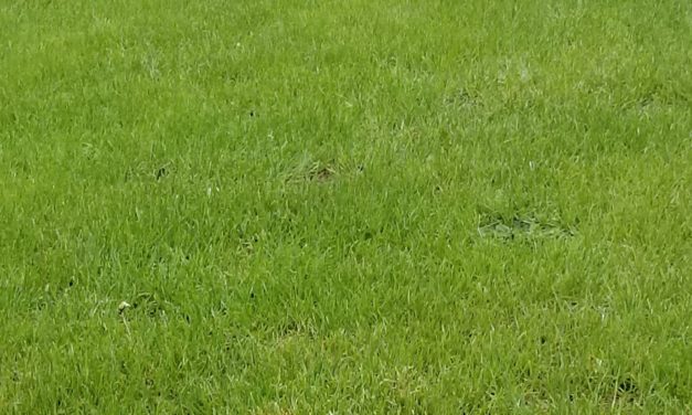 Should You Overseed Your Warm-Season Lawn?