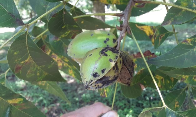 SC Fruit and Vegetable Field Report – September 13, 2021