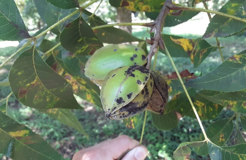 Pecan scab is severe this year. This disease can cause the tree to abort infected nuts. Justin Ballew, ©2021, Clemson Extension