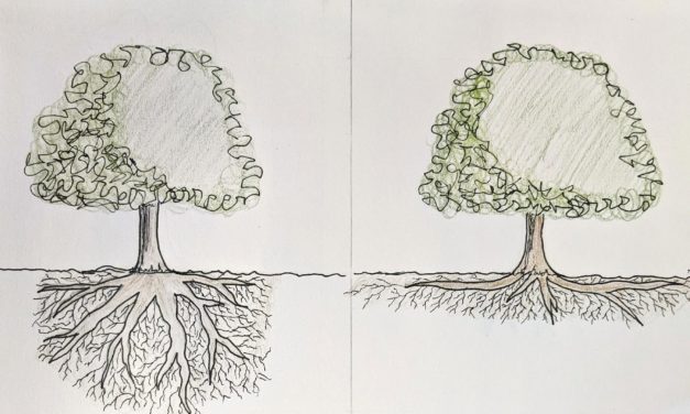 It’s Shrub and Tree Planting Time… Mind Your Roots!