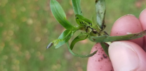 Sprig of doveweed with flower. Jackie Jordan, ©2021, Clemson Extension