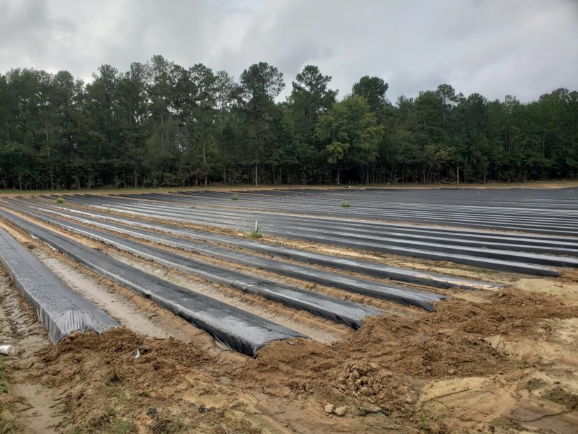Strawberry plastic is laid and ready to go. Sarah Scott, ©2021. Clemson Extension