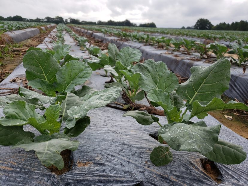 These broccoli plants were put out on September 2. Sarah Scott, ©2021. Clemson Extension