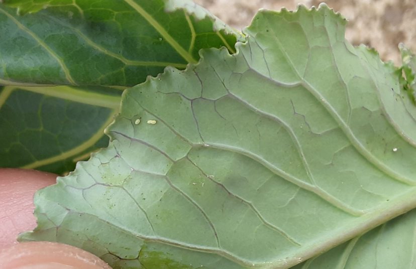 Tiny, oval, yellow-colored, diamondback moth eggs on the underside of a leaf of a week-old collard plant. Scout carefully as soon as plants go in the ground. Justin Ballew, ©2021, Clemson Extension