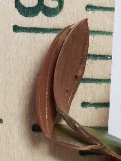 Although a ruler may be ideal, familiar objects can provide a good sense of scale and specimen size. TJ Savereno, Clemson Extension