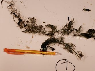 Although a ruler may be ideal, familiar objects can provide a good sense of scale and specimen size. TJ Savereno, Clemson Extension