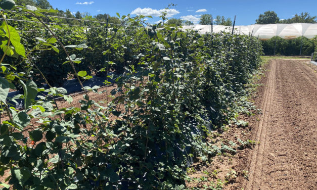 SC Fruit and Vegetable Field Report October 4, 2021