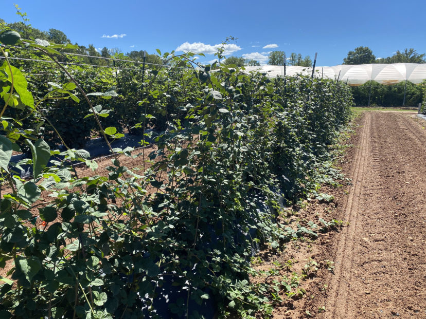 Blackberry on-farm new varieties are being trialed. 