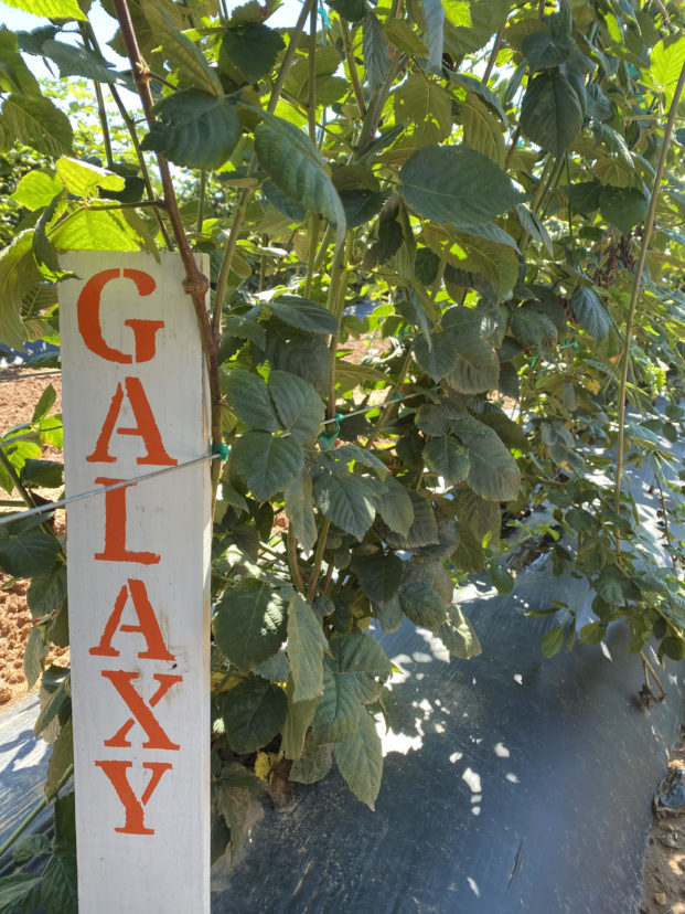 ‘Galaxy’ is a thornless, semierect high-quality blackberry with firm, large dark fruit suited for fresh market. 