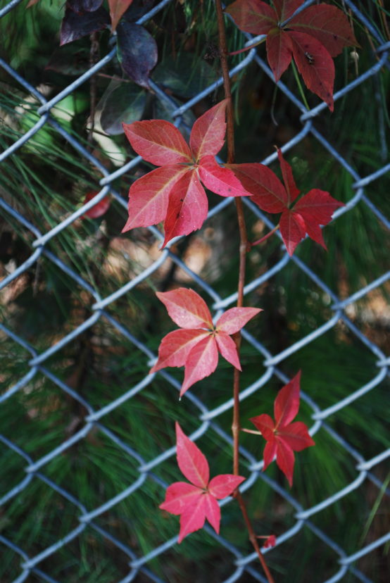 Virginia creeper earns its keep in the landscape with bright fall colors. <br/> R. F. Polomski, ©2021, Clemson University