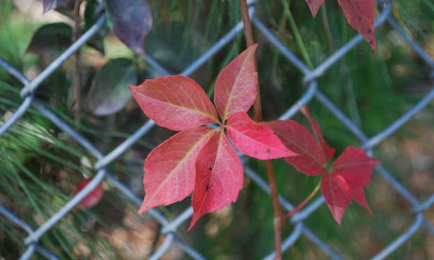 Virginia Creeper