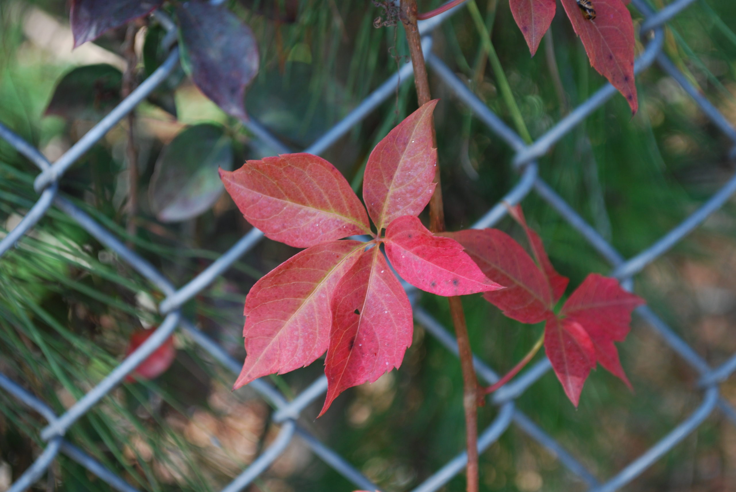 VIRGINIA CREEPER - Environment Controls