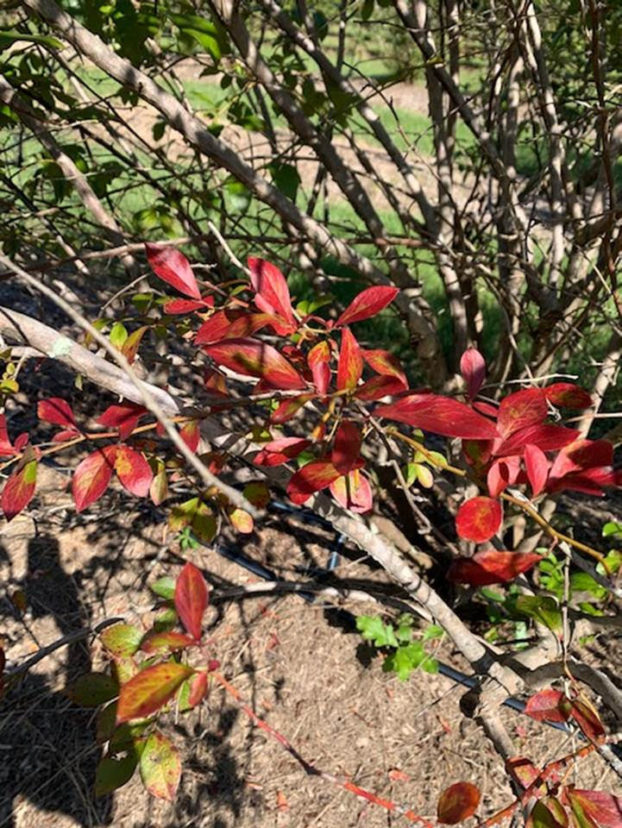 Atypical symptoms of bacterial leaf scorch in blueberry seen this season. 