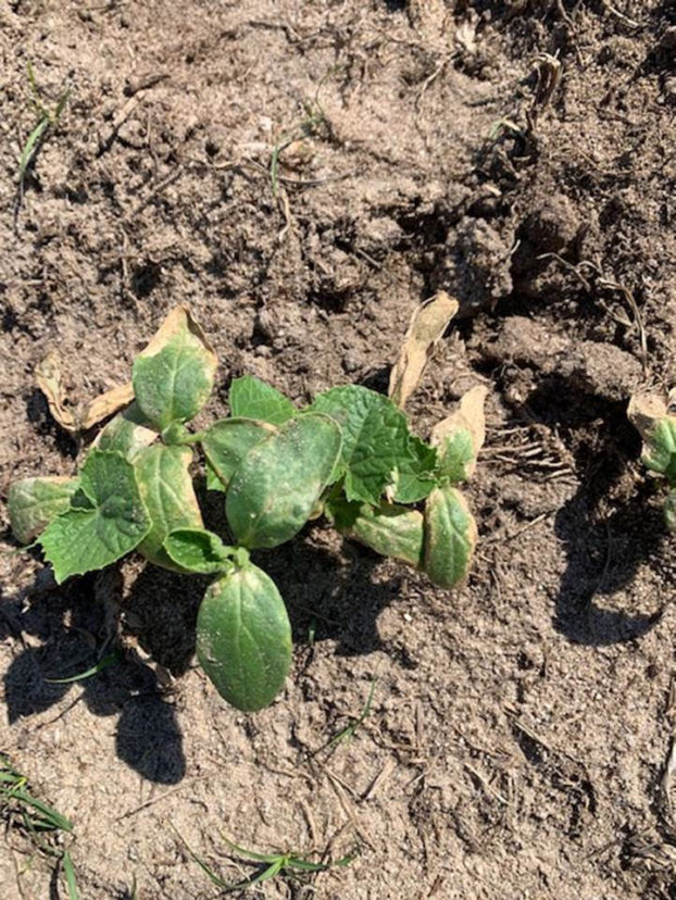 Dual Magnum (herbicide) injury on cucumbers. 