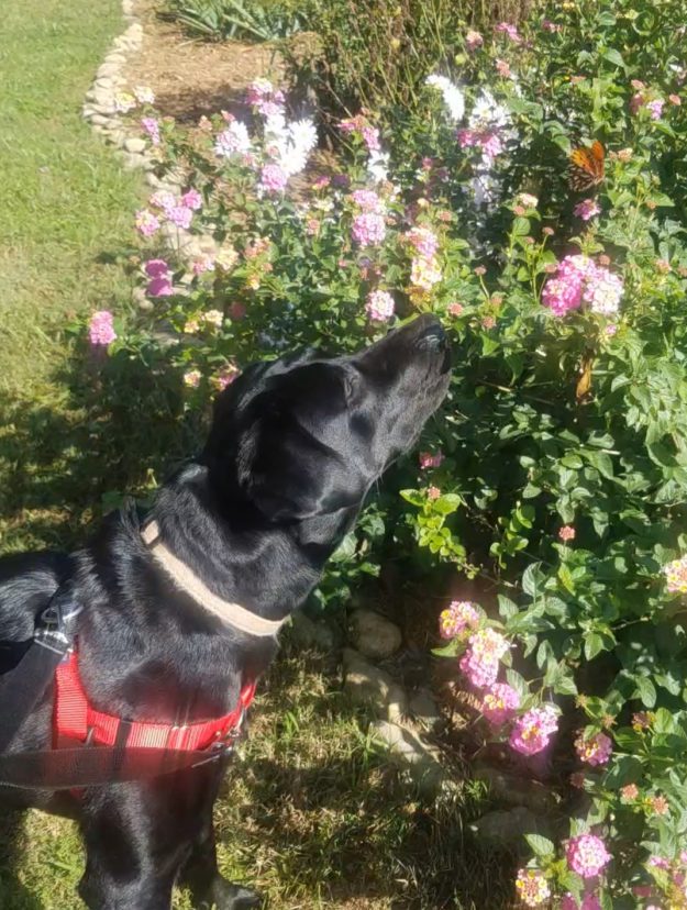 Even my dog, Dahlia, enjoys watching the insects flitter about among the flowers.
