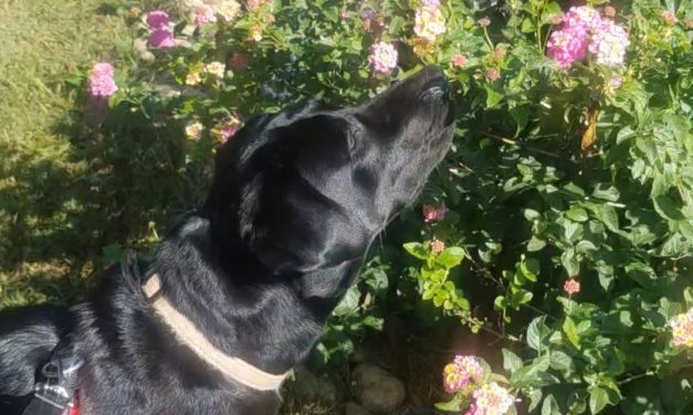 Pollinator Gardens- Plants with a Purpose