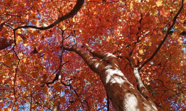 Native Trees for Fall Color