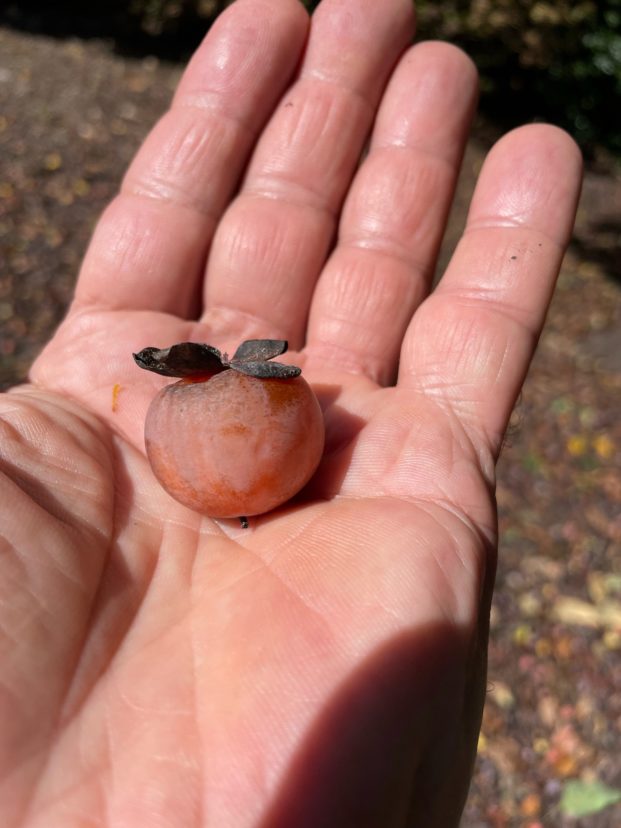 American persimmons tend to be smaller and seedier than their Japanese counterparts. R. F. Polomski, ©2021, Clemson Extension American persimmons tend to be smaller and seedier than their Japanese counterparts. R. F. Polomski, ©2021, Clemson Extension